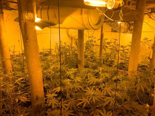 Coltiva 500 piante di maria in casa, arrestato