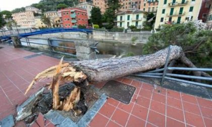 "Errori nell’esecuzione di lavori e così quell’albero è crollato"