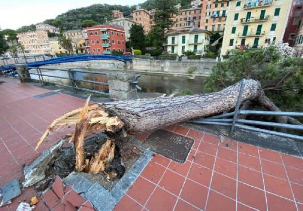 “Errori nell’esecuzione di lavori e così quell’albero è crollato”