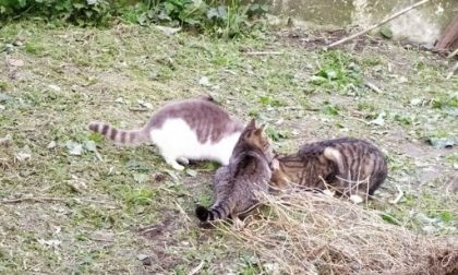 Colonie feline, salgono a 47 le sterilizzazioni