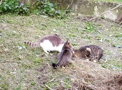 Colonie feline, salgono a 47 le sterilizzazioni