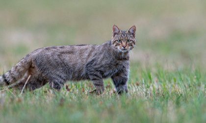 "Il gatto selvatico è tornato nei nostri boschi!", l’incontro con l’esperto Rossi