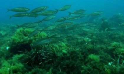 La ripresa del mare in sicurezza ai tempi del Covid-19, il concorso