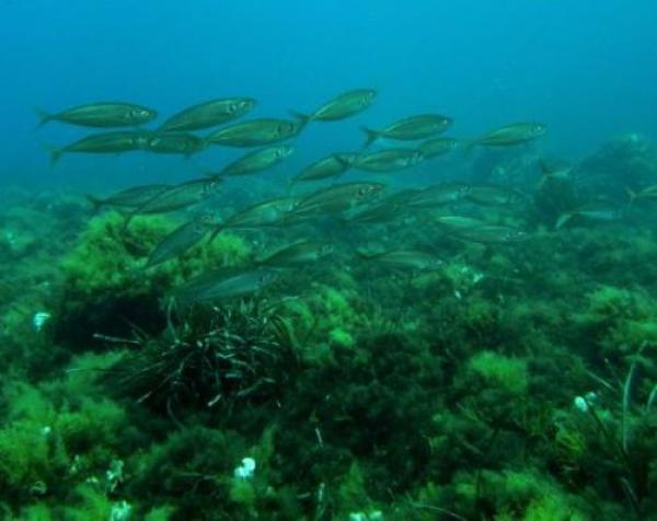 La ripresa del mare in sicurezza ai tempi del Covid-19, il concorso