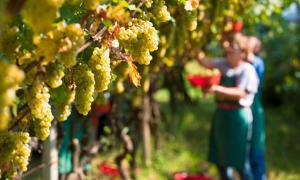 Viticoltura in Liguria: al via la vendemmia