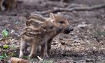 Cinghiali catturati, appello degli animalisti: "Liberateli"