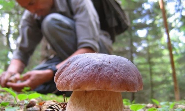 Fungaiolo  si perde tra Sturla e Aveto, ritrovato dal Soccorso alpino