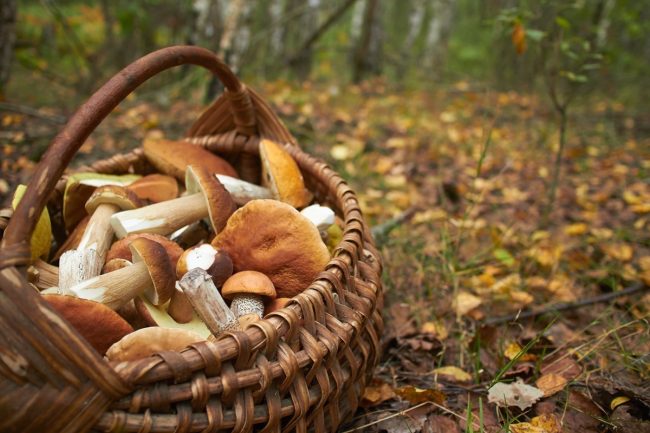 Aggredito nel suo terreno per i funghi