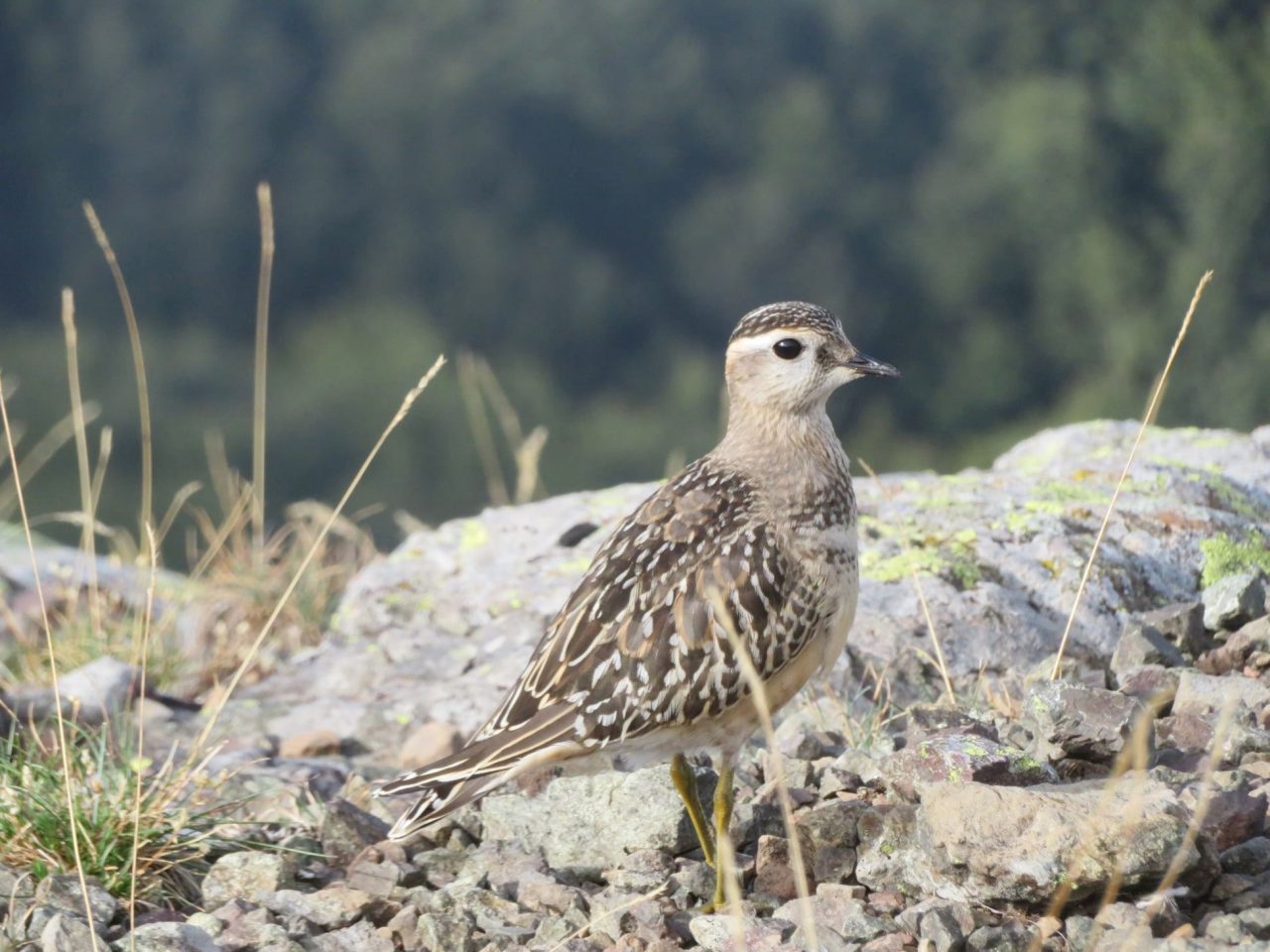 Dalla tundra verso l’Africa, passando per… la Val d’Aveto