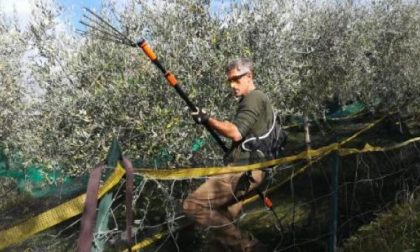 Olio e uliveti, quella del 2020 sarà una raccolta abbondante