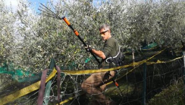 Olio e uliveti, quella del 2020 sarà una raccolta abbondante