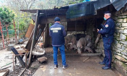 Suini in condizioni sanitarie inaccettabili: denunciati gli allevatori