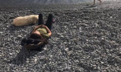 Cani liberi sulla spiaggia, la polemica
