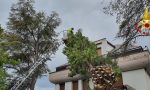 Albero si abbatte su una casa a Rapallo - FOTO GALLERY