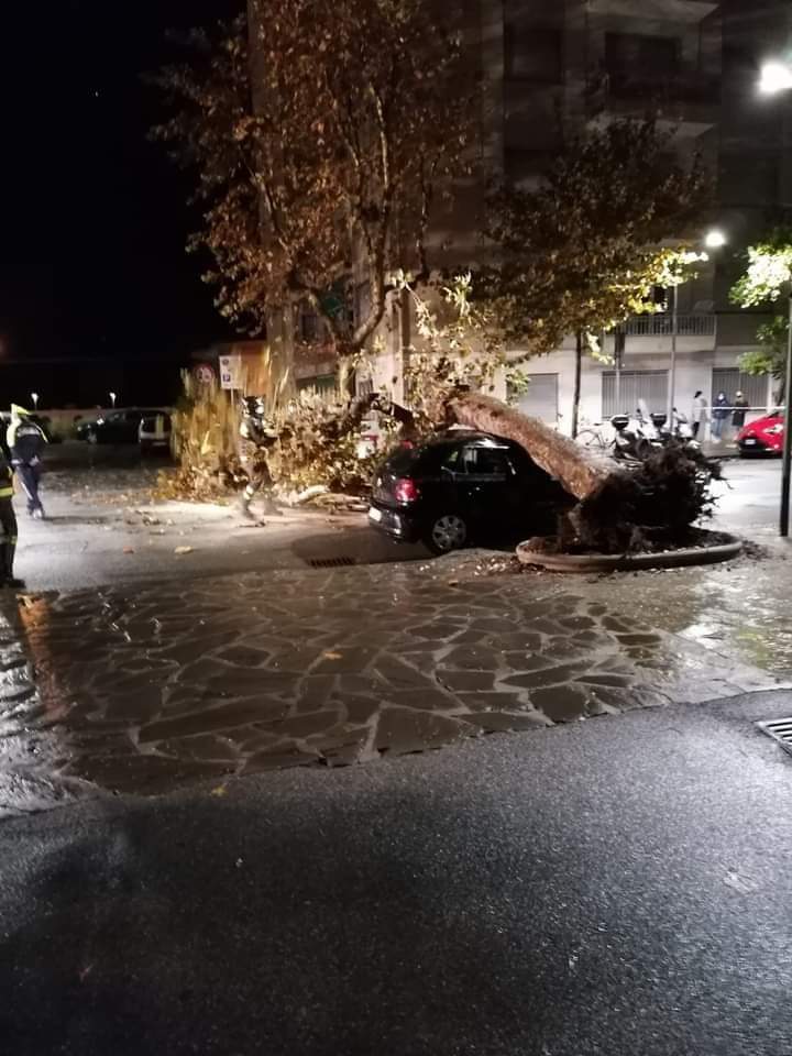 Platano si abbatte su un’auto in corso Buenos Aires