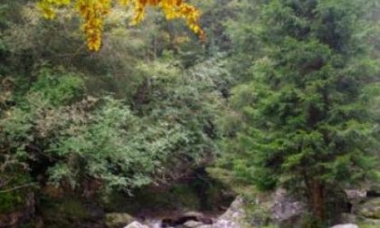 L’incanto del bosco in autunno in valle