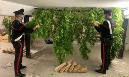 Coltivava marijuana nel giardino di casa, arrestato
