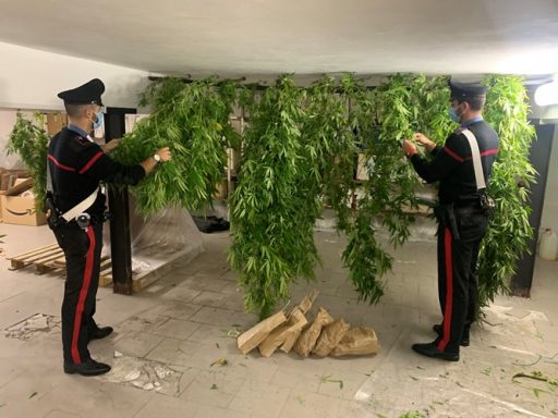 Coltivava marijuana nel giardino di casa, arrestato