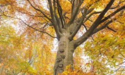 Celebrazioni del 2 e del 4 novembre a Cogorno