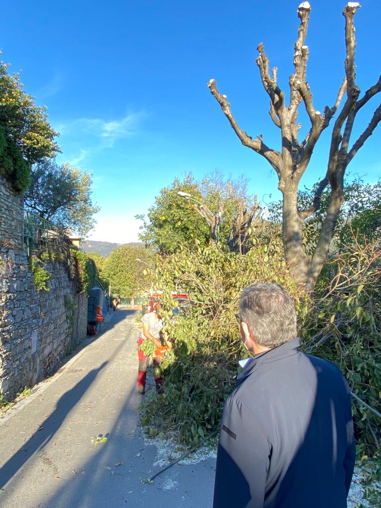 Recco, partiti i lavori di potatura degli alberi nella frazione di Megli
