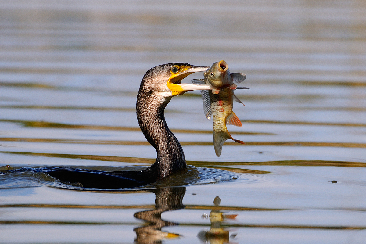 “Cormorani in sovrannumero”, ok al piano di caccia selettiva