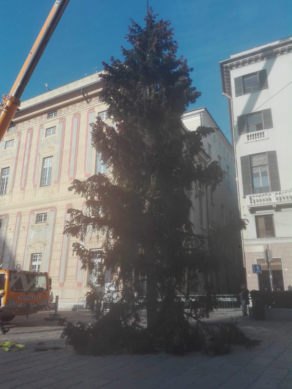 A Genova gli alberi di Natale dalla Val d’Aveto