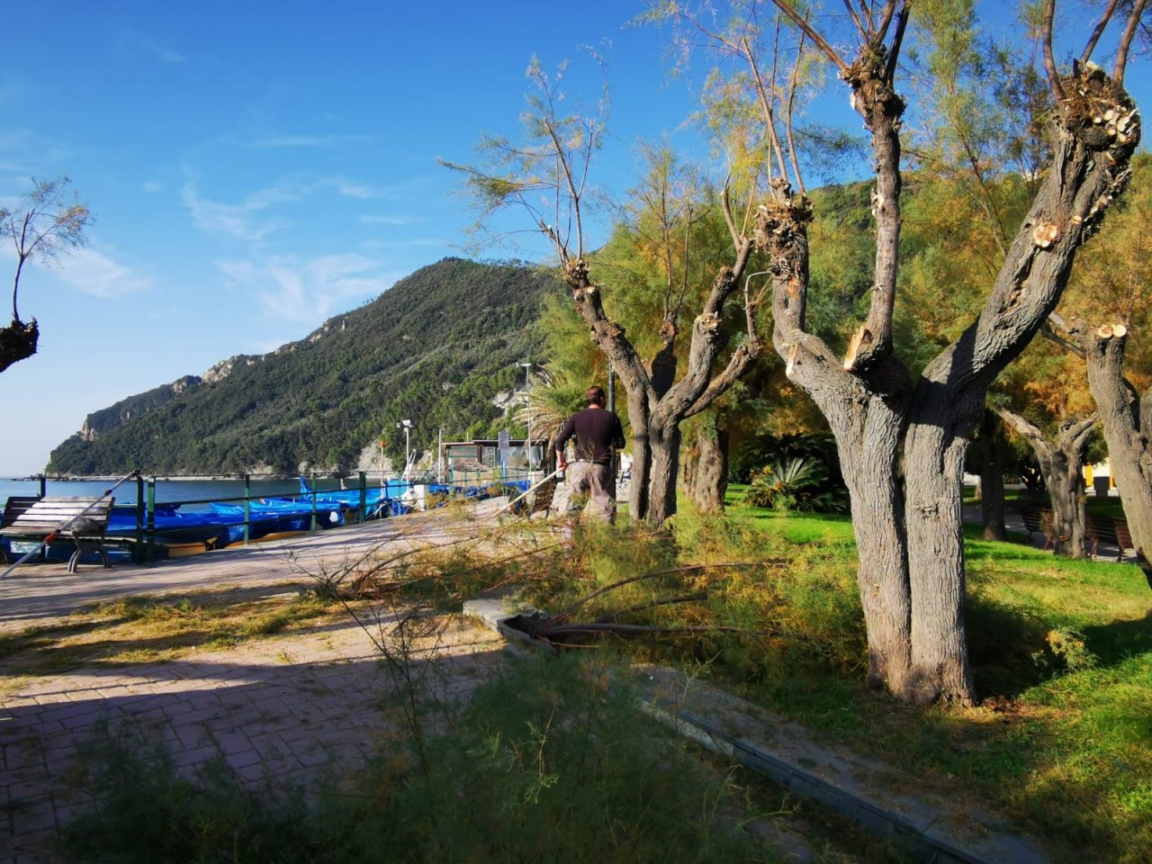 Potatura sul lungomare della frazione di Riva Trigoso