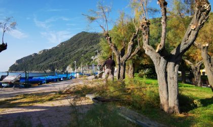 Potatura sul lungomare della frazione di Riva Trigoso