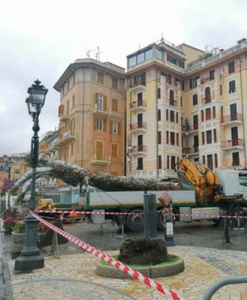 Sul lungomare “ritornano” le palme dopo la strage del punteruolo rosso