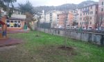 Piantati nuovi alberi nel giardino della scuola d'infanzia di via Milano