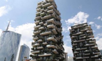 Quell’olivo di Lavagna a Milano