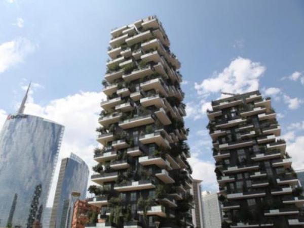 Quell’olivo di Lavagna a Milano