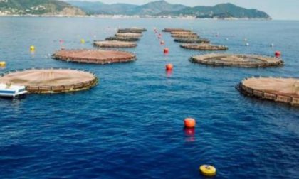 Italia Nostra : "No all’ampliamento dell’impianto di maricoltura"