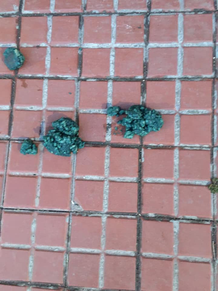 Chiusa via Milano per colpa del veleno per topi, Bagnasco: «Atto criminale contro i nostri amici a 4 zampe»
