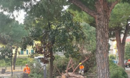 Addio ai pini di piazza Taviani