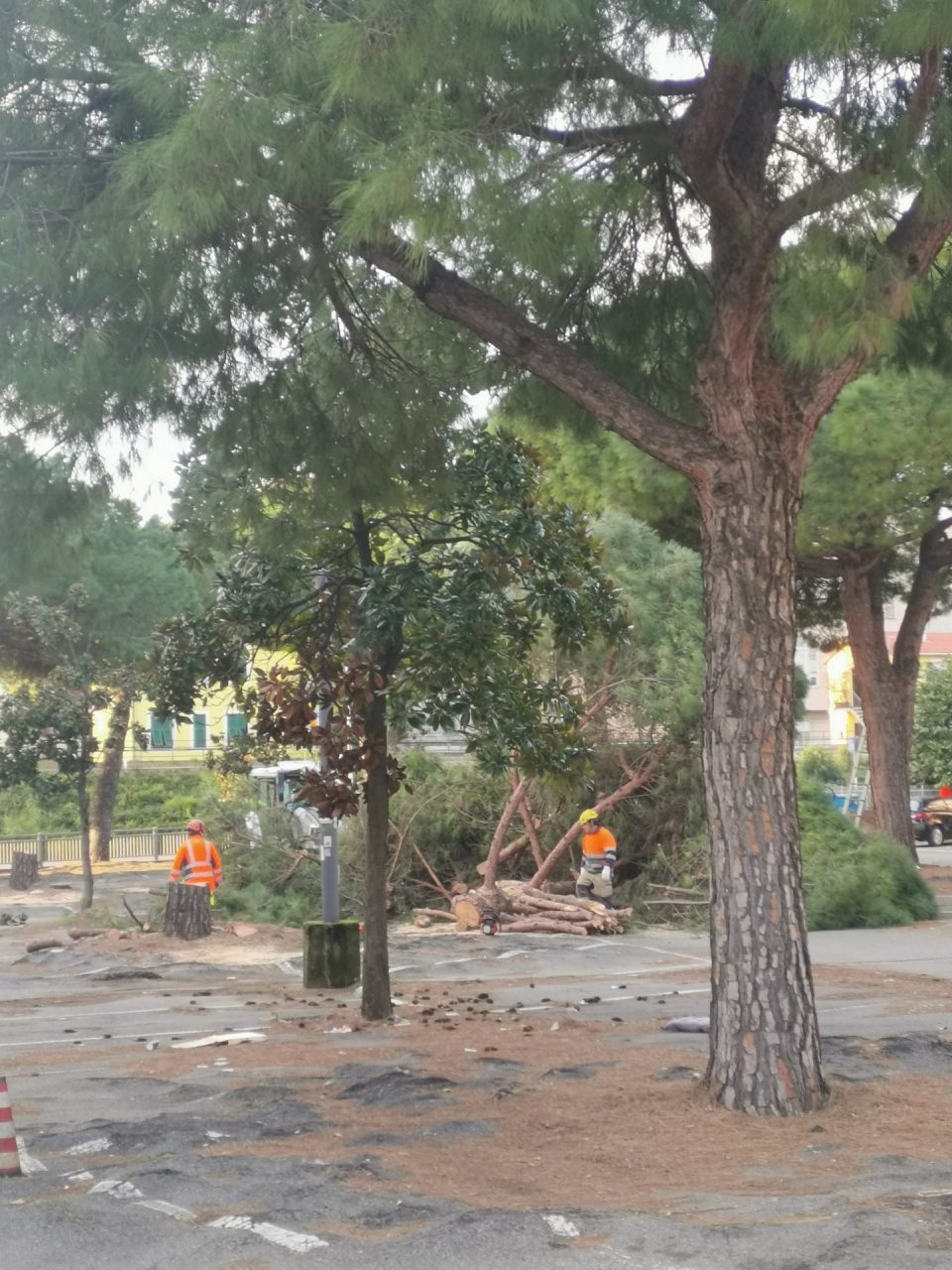 Addio ai pini di piazza Taviani
