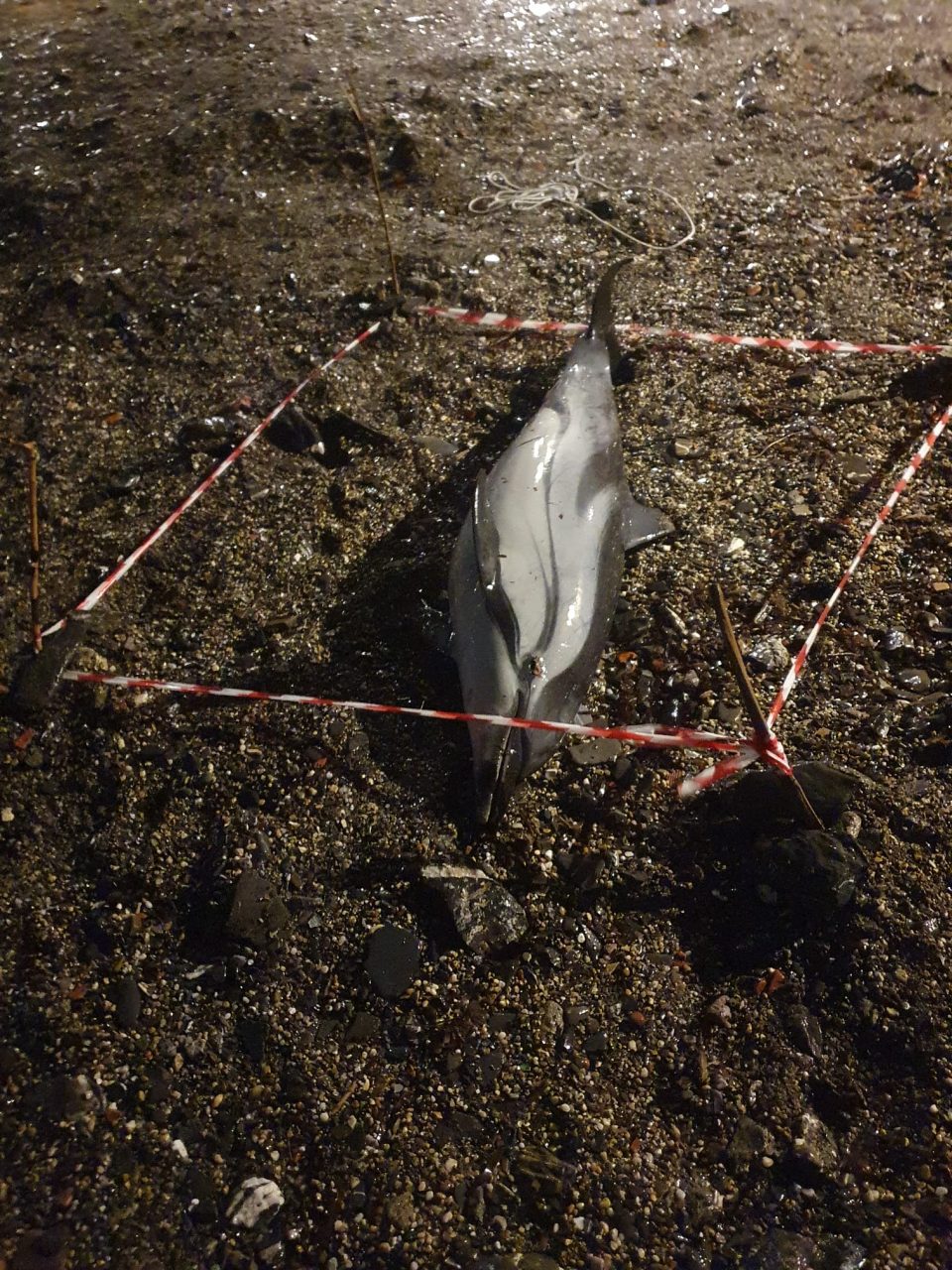Stenella spiaggiata a Rapallo