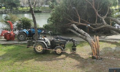 Quattro pini caduti nella notte a Chiavari