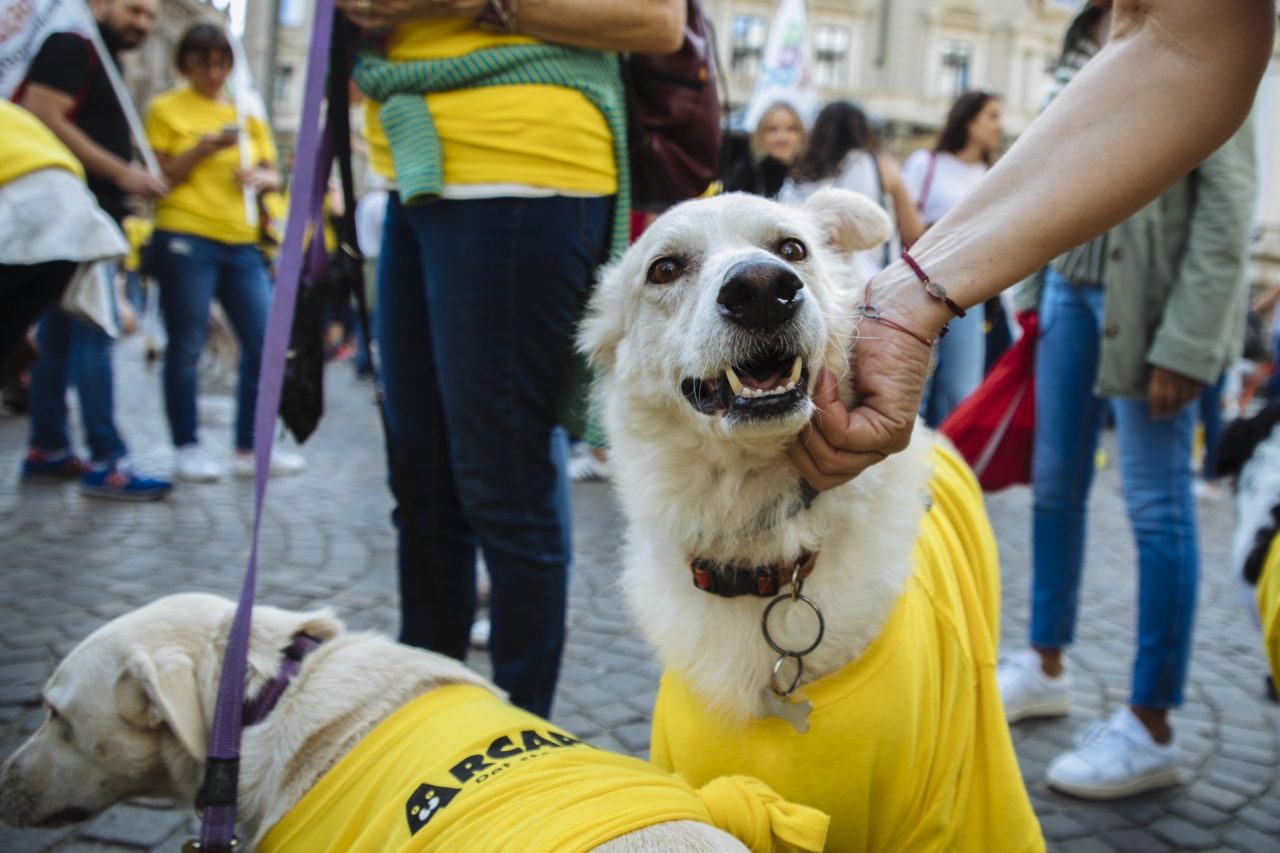 Arcaplanet dona 285 tonnellate di cibo a cani e gatti in difficoltà