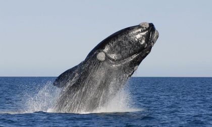 Al via il primo corso per avvistatore di balene