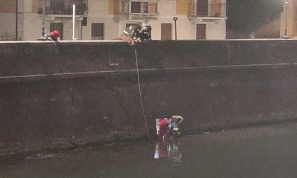 Capriolo nel fiume Boate, l'intervento dei Vigili del Fuoco