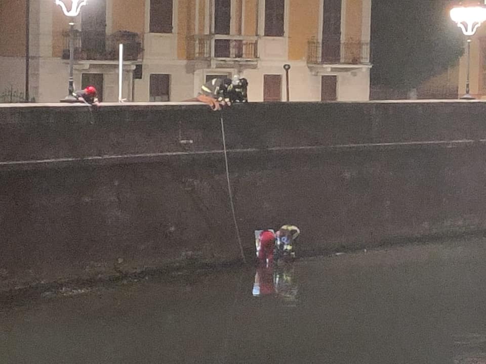 Capriolo nel fiume Boate, l’intervento dei Vigili del Fuoco