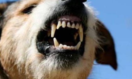 Cani azzannano una ragazza, la mamma cerca dei testimoni