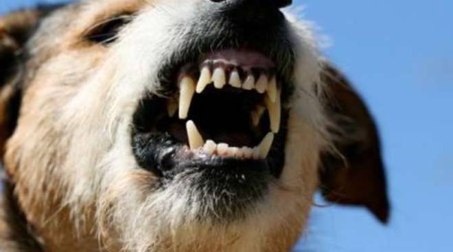 Cani azzannano una ragazza, la mamma cerca dei testimoni