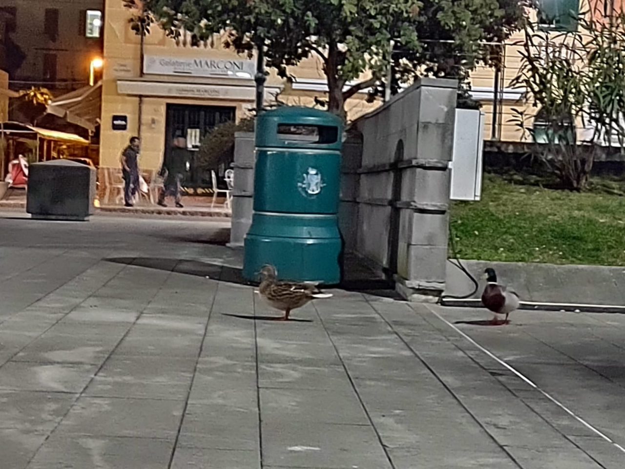 Anatre a passeggio a Chiavari