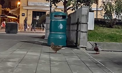 Anatre a passeggio a Chiavari