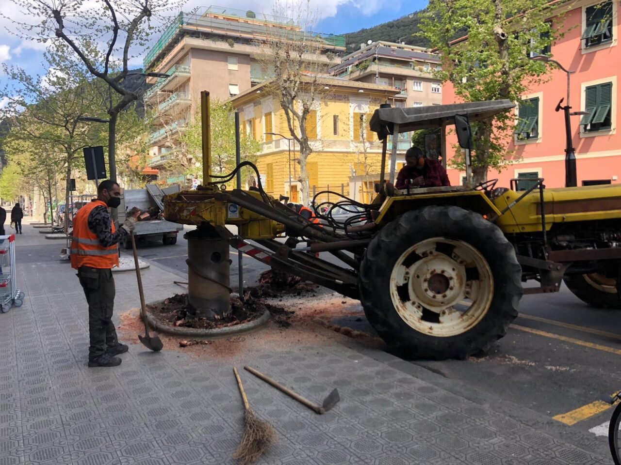Chiavari città “green”, nuovi alberi in arrivo