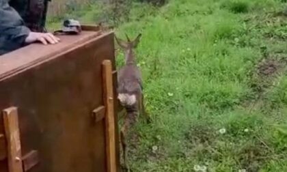 Cucciolo di capriolo nuota nel porto, salvato