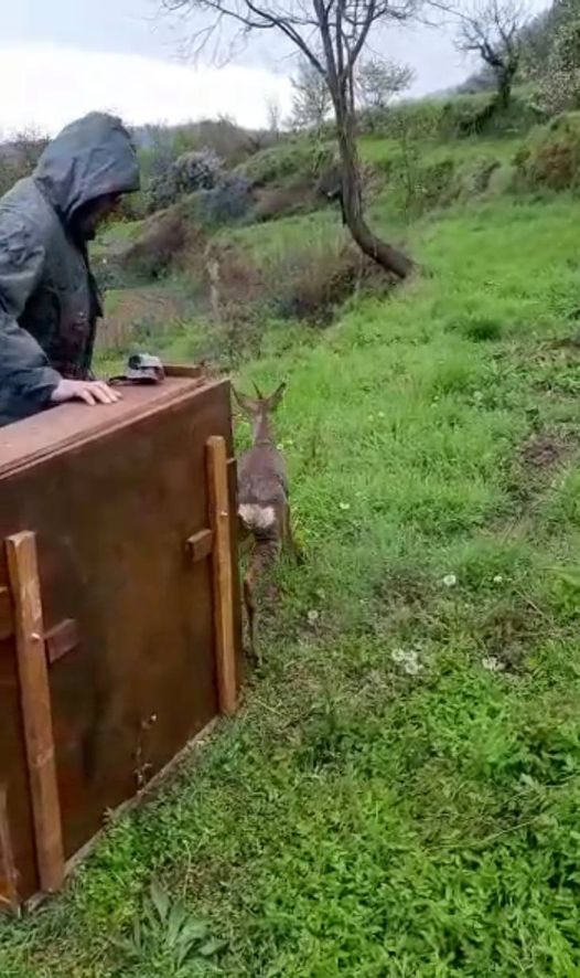Cucciolo di capriolo nuota nel porto, salvato