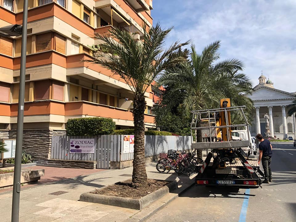 Nuove palme a Chiavari, in corso le sostituzioni